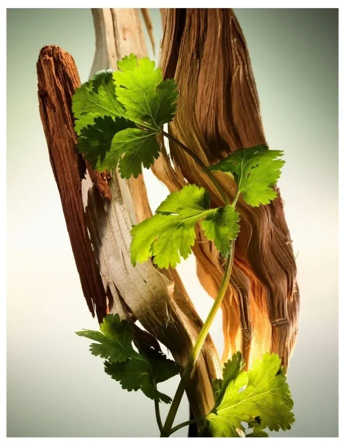 Bvlgari Wood Essence Parfum